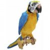 squawkers-mccaw-parrot.jpg