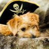 Pirate Dog